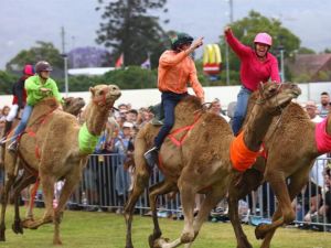Camel Races at Penrith Paceway - Wagga Wagga Accommodation